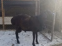 Carnero, Hissar sheep — foto 4