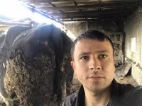 ثور, Russian Black pied cattle — الصورة 6