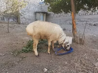 كبش, الأغنام — الصورة 2