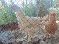 Brahma — Foto 4
