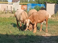 Widder, Arashan sheep — Foto 3
