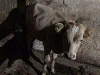 بقرة, الماشية — الصورة 7