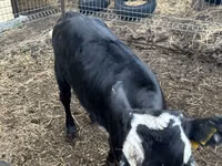 母牛, Russian Black pied cattle — 照片 3