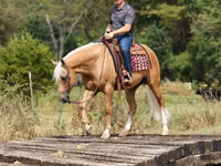 Айғыр, Quarter Horse — 6-сурет