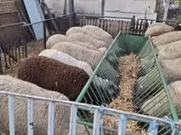 Sheep, Ile-de-France sheep — photo 2
