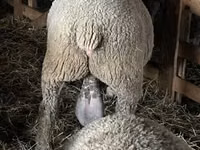 Widder, Ile-de-France sheep — Foto 2