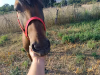 Horse (M), Russian Don — photo 2