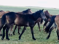 Ат, Казак аты — сүрөт 2