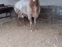 Ram, Edilbay sheep — photo 1