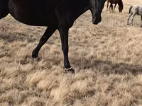 فرس, الخيول — الصورة 1