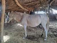 Horse (M), Kazakh horse — photo 7