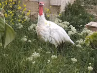 Turkeys — 照片 2