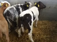 ІҚМ (топ, жынысы көрсетілмеген), Simmental cattle — 4-сурет