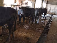 Бұқа, Swiss cattle — 1-сурет