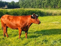 गाय, Swiss cattle — फ़ोटो 2