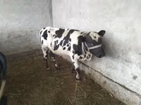 Buqa, Swiss cattle — 1-rasm