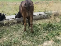 母牛, Cattle — 照片 3