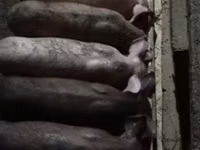母猪, Pigs — 照片 5