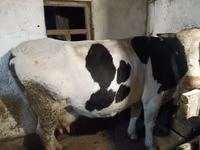 Kuh, Latvian Blue cattle — Foto 2