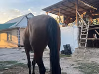 Stute, Friesian sport horse — Foto 3