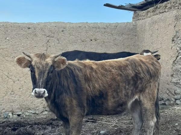 ثور, Swiss cattle — قيرغيزستان