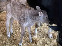 Vaca, Raza Holstein — foto 2
