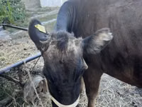 بقرة, الماشية — الصورة 3