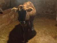 Vaca, Cebú de Azerbaiyán — foto 5