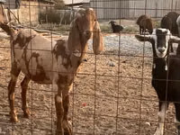 تيس, Beetal goats — الصورة 1