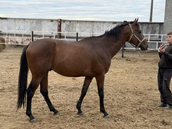 Hengst, Thoroughbred horse