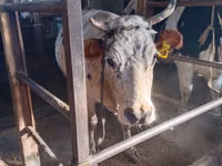 Vaca, Ganado vacuno — foto 5