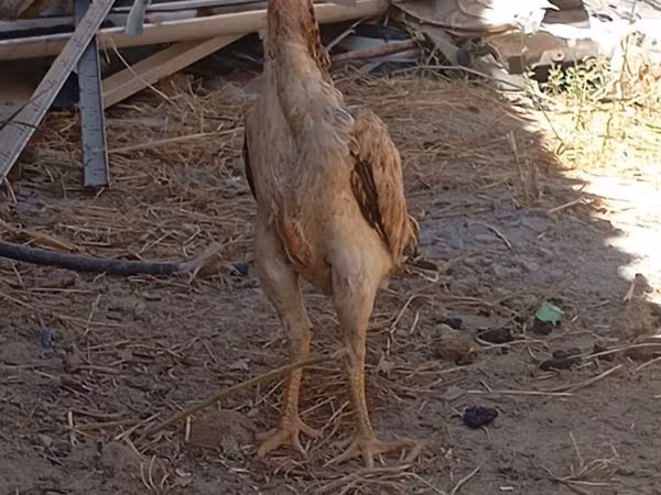 Chickens — Kirgisistan