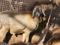 Widder, Arashan sheep — Foto 2
