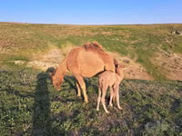 Kamel, Kamele — Foto 4