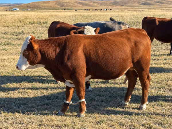 Toro, Vaca kazaja de cabeza blanca
