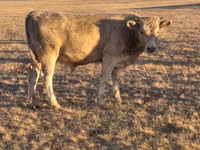 ثور, Simmental cattle — الصورة 3