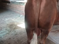 公牛, Cattle — 照片 4
