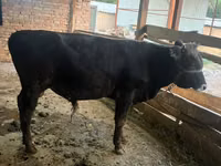 公牛, Aberdeen-Angus — 照片 1