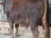 ثور, البقرة الحمراء السهوبية — الصورة 5