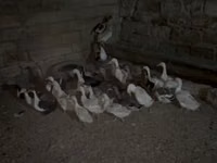 Geese — الصورة 1