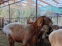 Qoʻy, Arashan sheep — 8-rasm