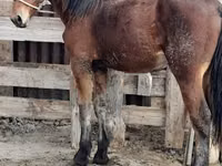 Caballo, Vladimir heavy draft — foto 5