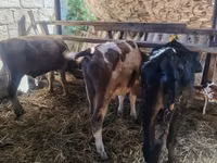 Sigir, Simmental cattle — 4-rasm