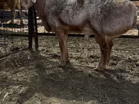 Widder, Edilbay sheep — Foto 5