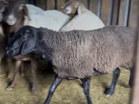 Oveja, Hissar sheep — foto 5