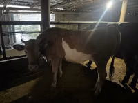 母牛, Cattle — 照片 3