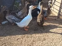 Ducks — 1-сурет