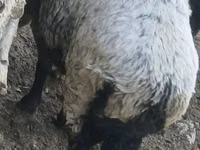 كبش, الأغنام — الصورة 3