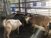 Billy Goat, Saanen goat — photo 2