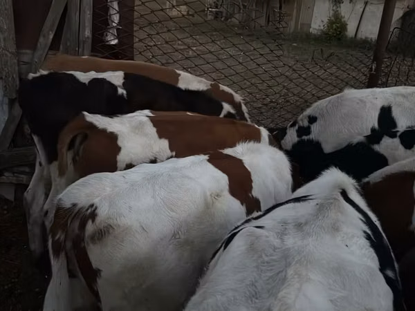 公牛, Swiss cattle — 哈萨克斯坦
